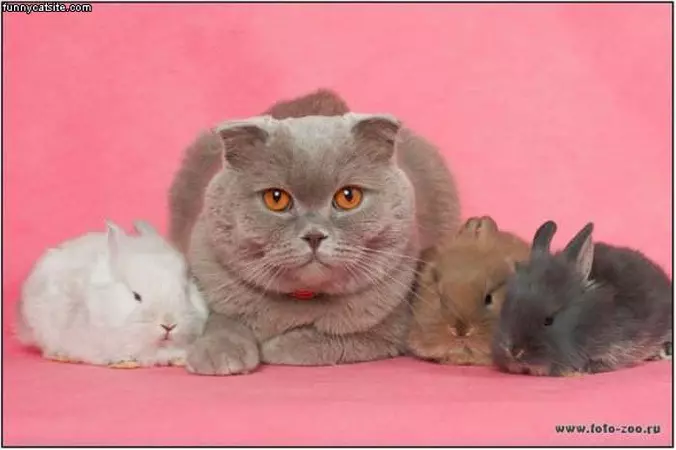 I Has A Bunnies