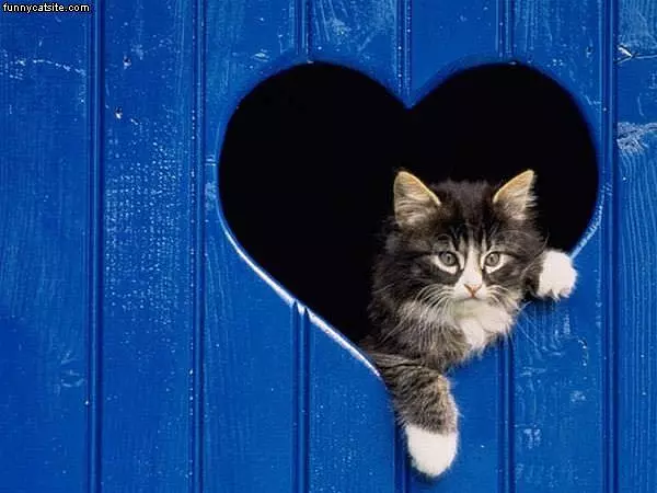 Heart Cat