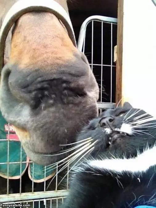 Hey Kitty Come Here