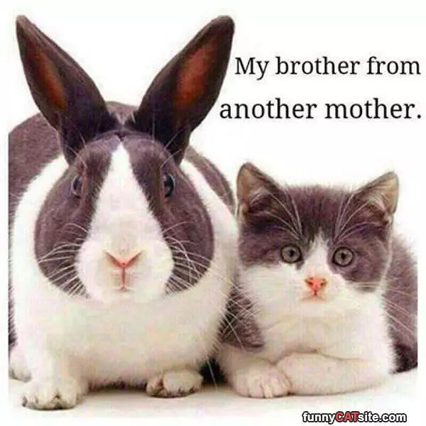 My Brother
