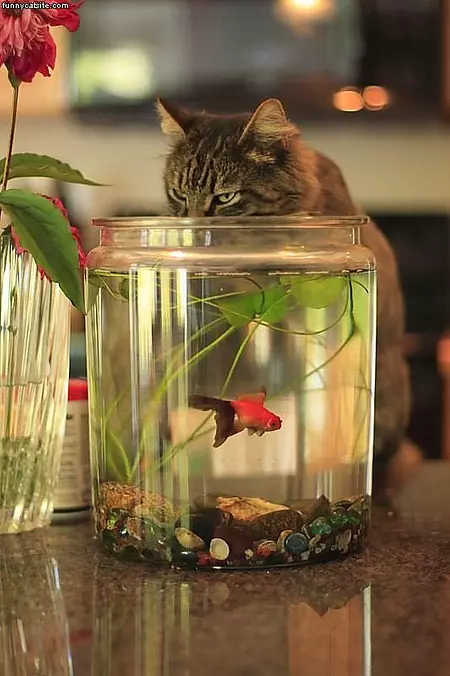 Fishing Cat