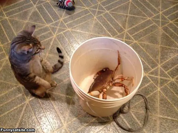 Is That A Crab