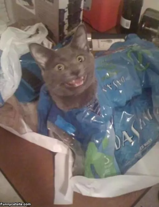 Dasani Makes Me Happy Cat