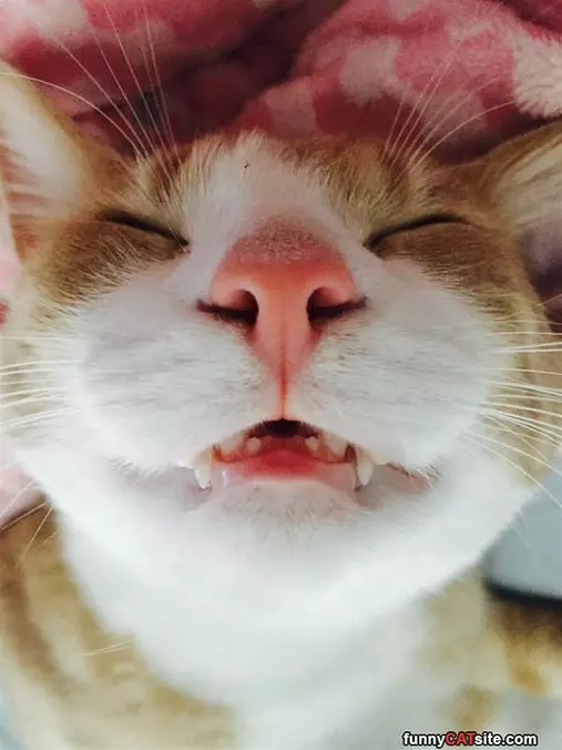 So So Sleepy