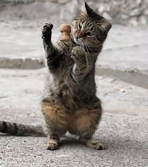 Cat With Cork