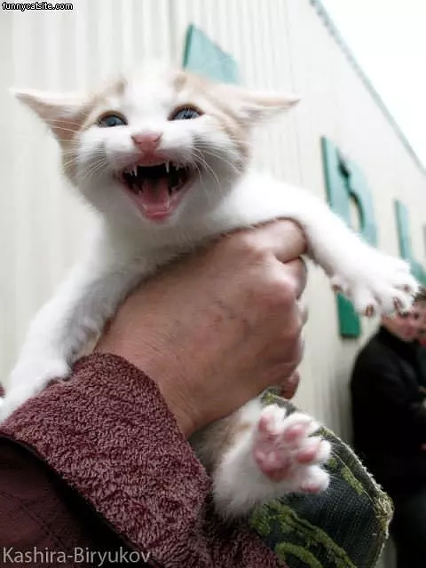Cat Is Not Happy