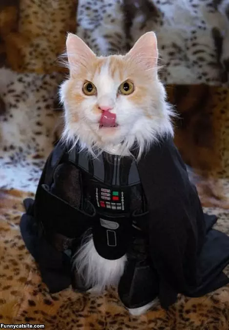 The Vader Cat