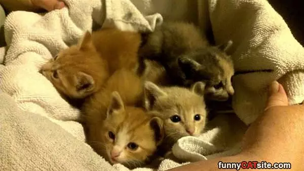 Pile Of Kittens
