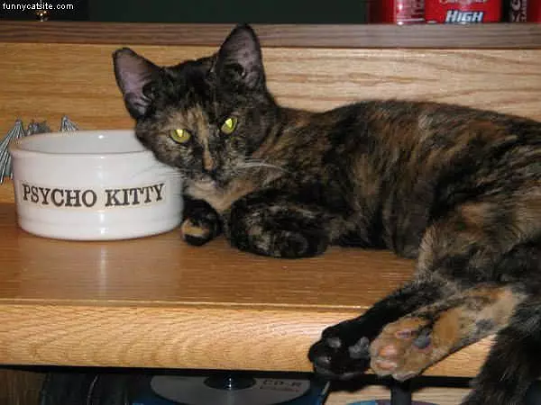 Psycho Kitty