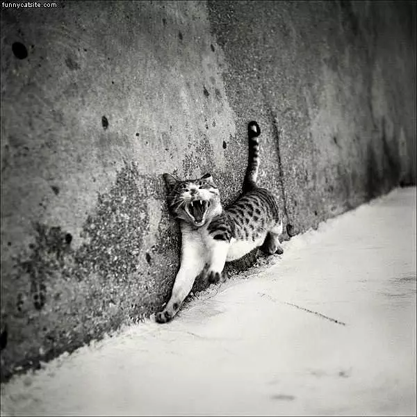 Funny Cat Faces