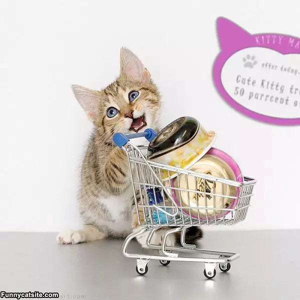 Shopping Kitty