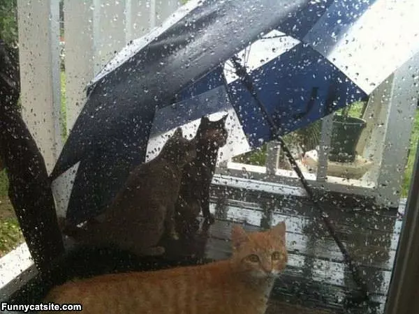 Hiding From The Rain