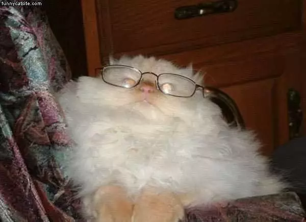 Cat Glasses