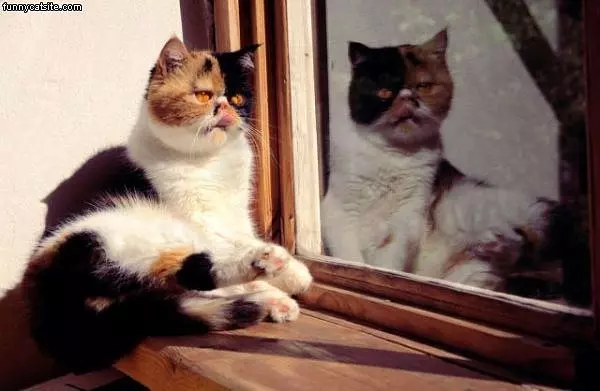 Staring