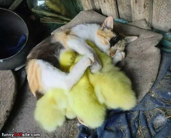 Making Sure They Stay Warm