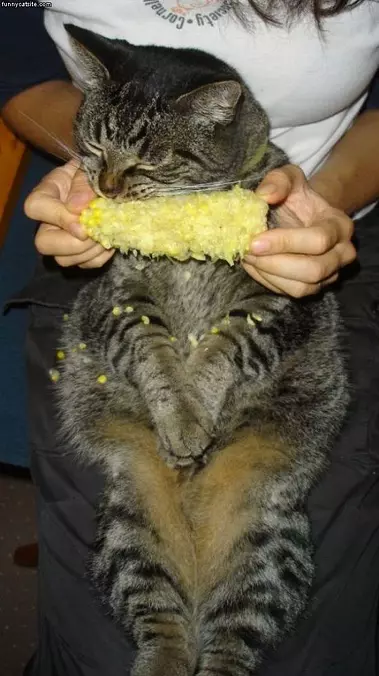 Corn Cat