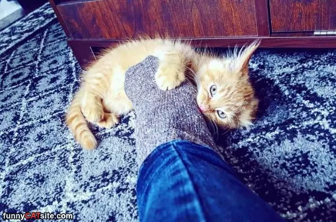 Rawrrrr
