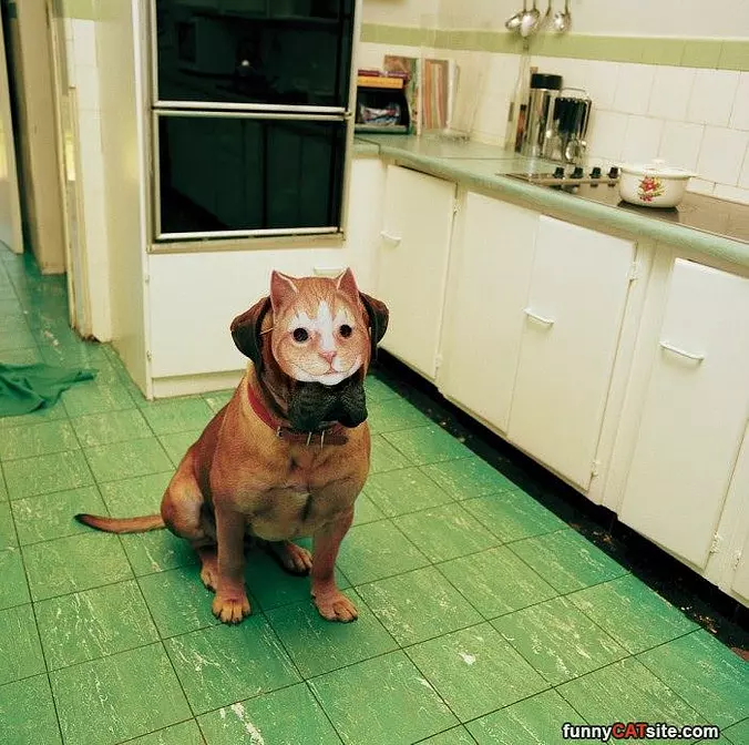 Meow Meow Meow