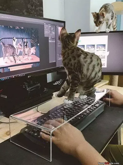 Keyboard Cat Cover