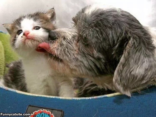 Give Me A Kiss
