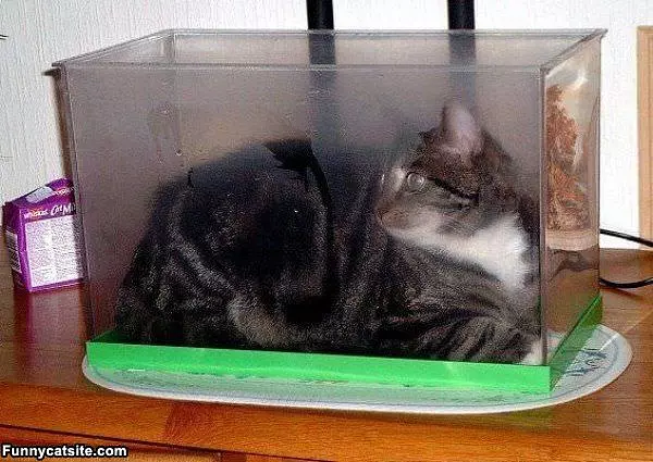 Wheres The Fishes