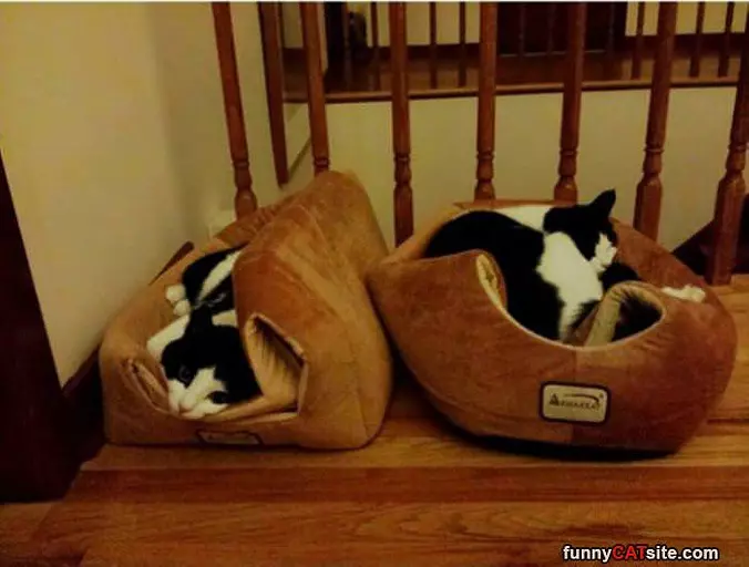 Couple Of Kitties Sleeping