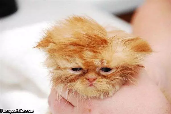 I Am So Sleepy