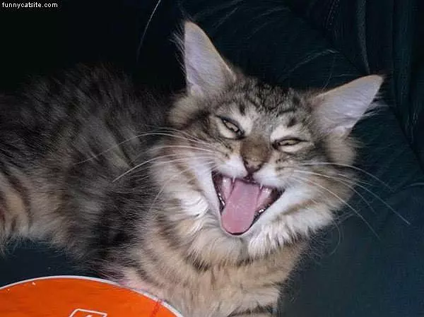 Funny Face Stripped Cat