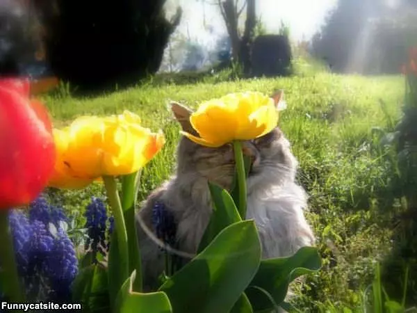 Flower Power