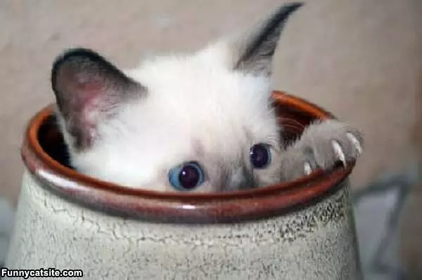 Peaking Out