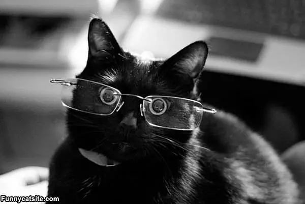 My Reading Glasses