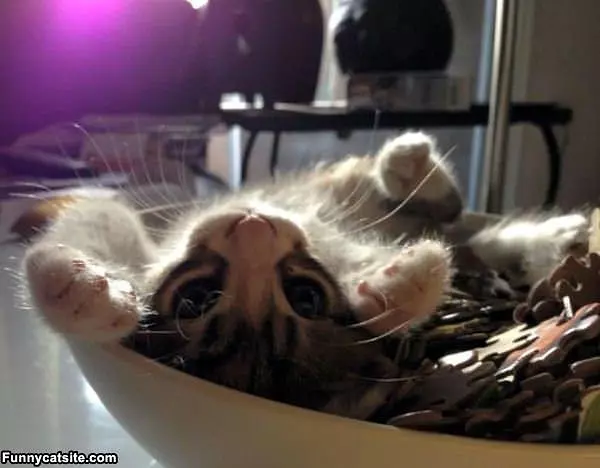 Laying In The Puzzle