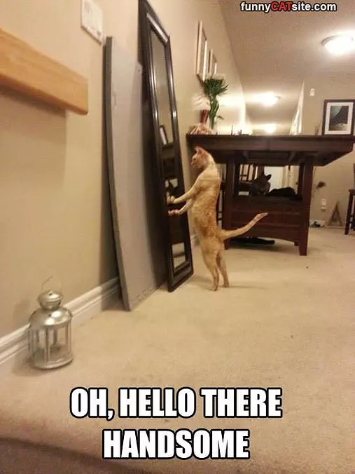 Well Hello