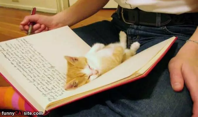 This Book Is Purrrrfect