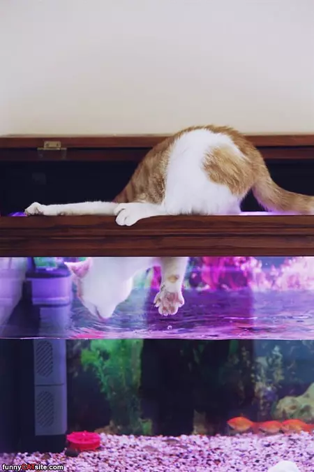 Need To Get Some Fishys