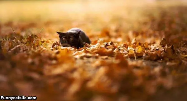 Ready To Attack