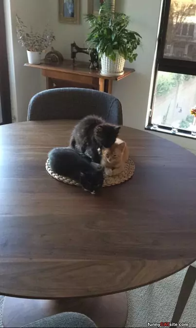 Me And Kitty