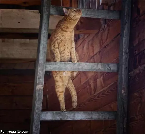 The Ladder Climber