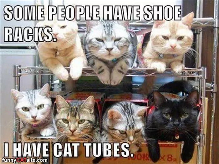 I Have Cat Tubes