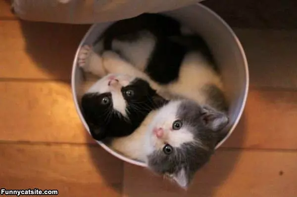 Hanging In The Garbage