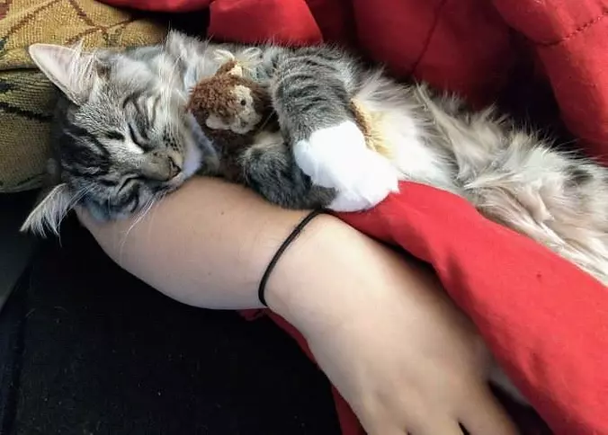 I Slee Here
