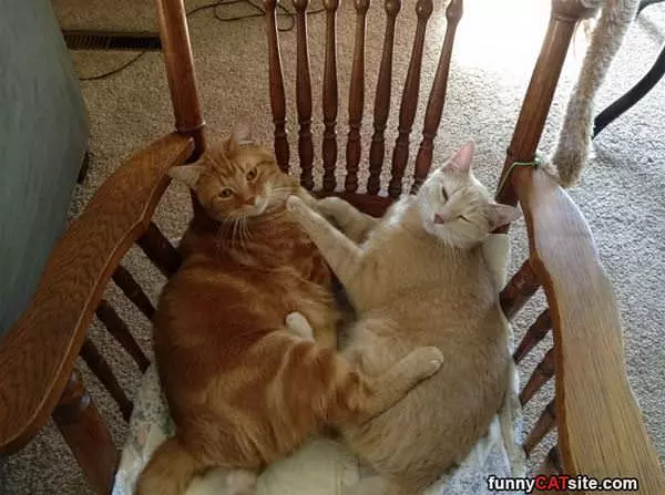 Sitting Together Purring