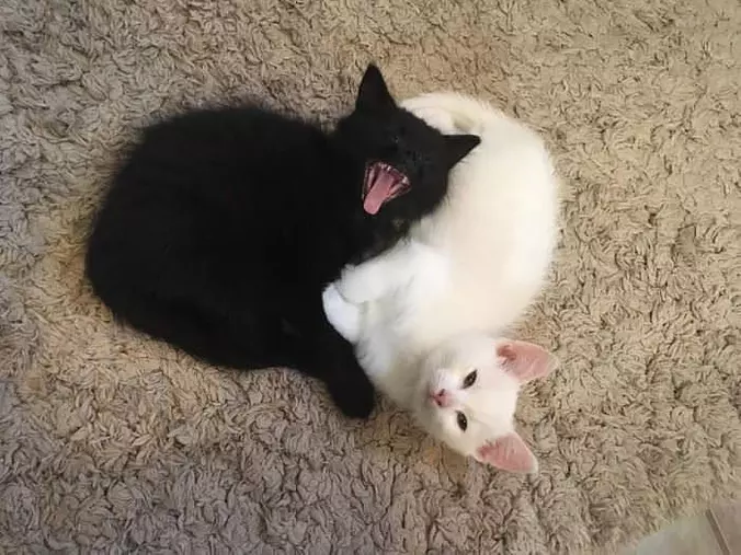 We Are Cuddled Together
