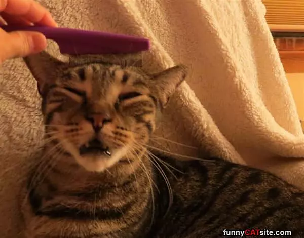 Mmmmm Brushies