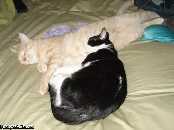 Sleep All Kinds Of Ways