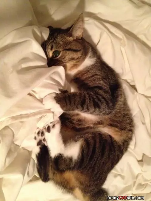 In Da Sheets