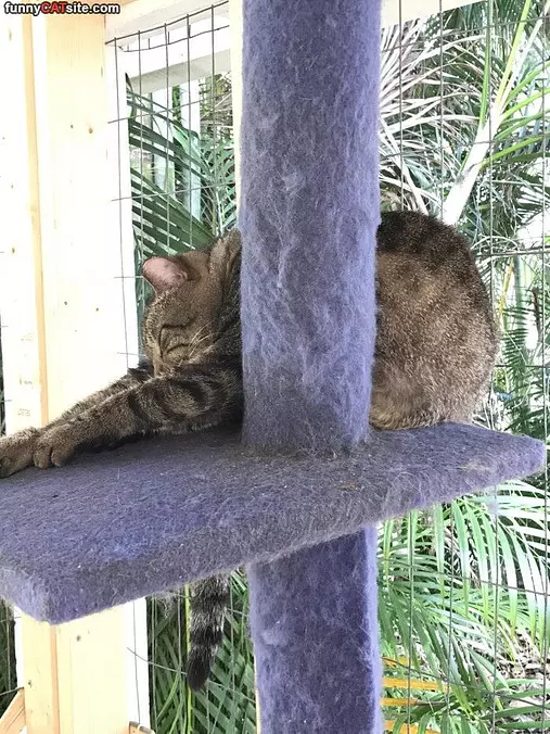 Cats Can Sleep So Weird