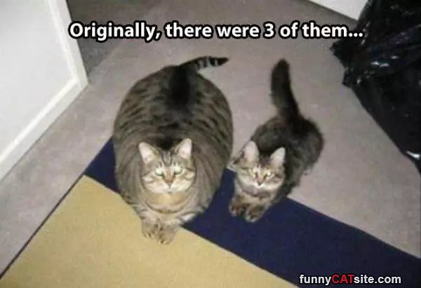 3 Cats
