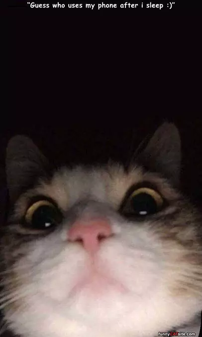 Uses My Phone