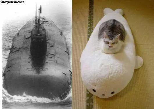 Submarine Cat